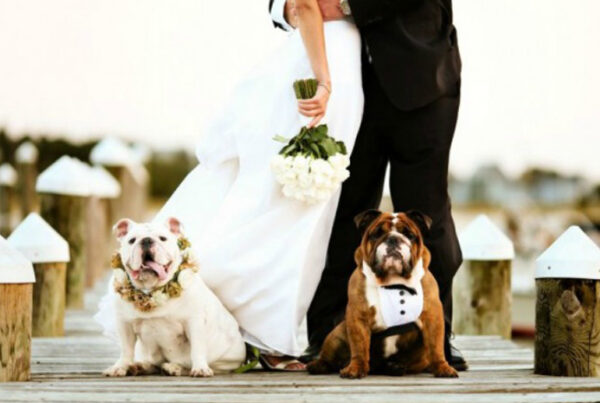 Imagen para el post Mascotas en una boda Lledo encant 600x403 - Boda con mascotas, ¿Por qué no?